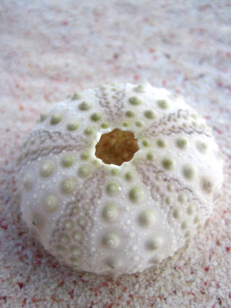Sea Urchin Test Middle Caicos