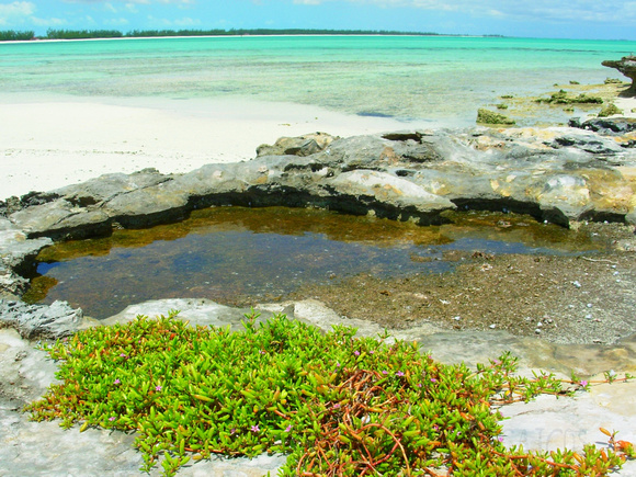 Pelican Cay tide pool