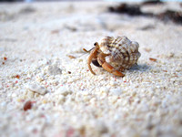 Hermit Crab, Middle Caicos