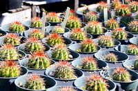Turks Head Cacti