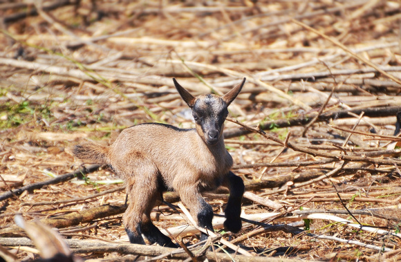 Baby Goat, Gov't Farm
