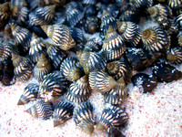 Snails, Dragon Cay, Middle Caicos