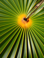 Middle Caicos Palm